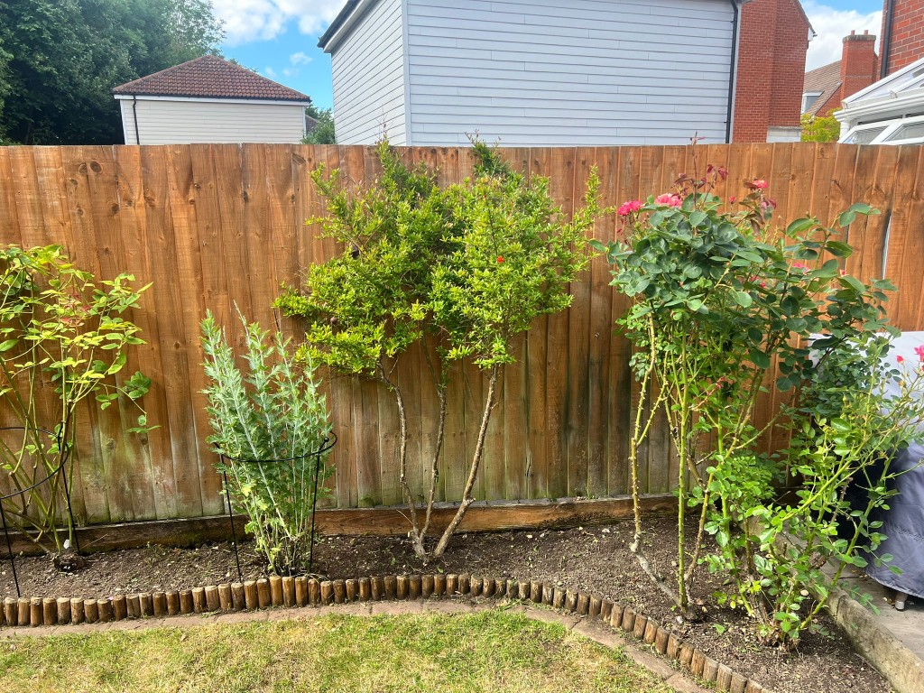 Tidied flowerbed with shrubs and roses along a fence