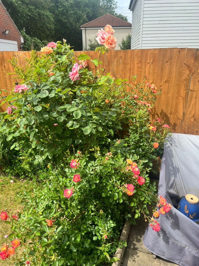 Healthy flowering rose bush in full bloom in a cared-for Essex garden