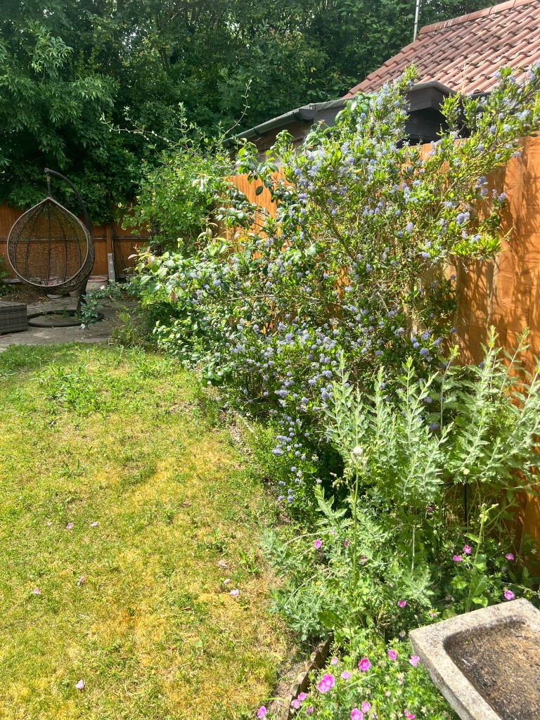 Established shrubs and a flowering ceanothus along a garden boundary in Essex
