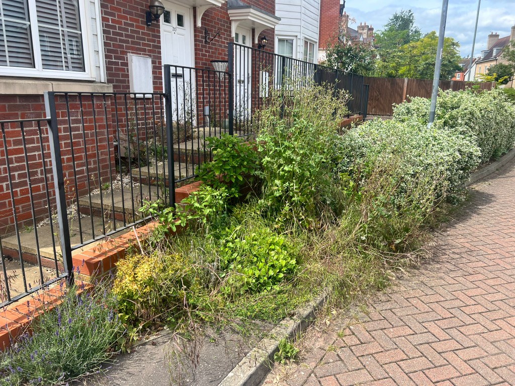 Overgrown weed-filled front garden border before LPT Garden Services tidy-up